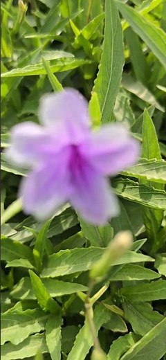 Nature-298 Purple flower, Ruellia simplex #naturewithchandra flowers nature