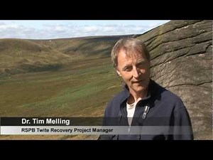 Twite Recovery Project - A Guide to Twite Identification