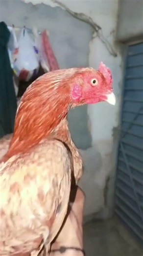 aseel fighter rooster video kala java lakha peela white parrotbeak #aseel #rooster #parrotbeak