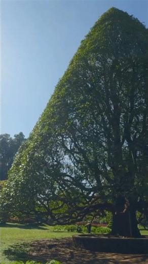 Tree Trimming 101:Easy Steps