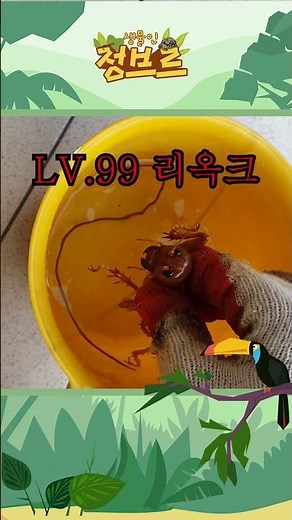 대왕귀뚜라미들도 연가시가 나올까요?? 외국에서 직접실험!!!