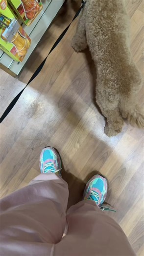 Cockapoo Puppy Life: Heartwarming Moments with Dogs