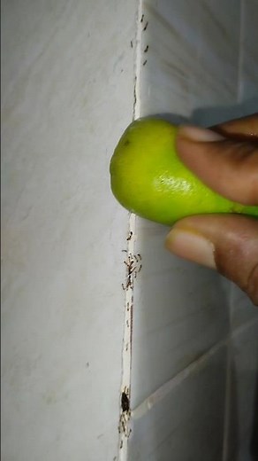 Get Rid of ant using Lemon #ant #lemon