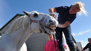 19 shampoos that will get your horse whiter than white