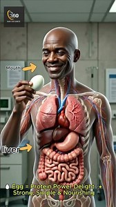 Cigarette and Egg: What Happens Inside Your Body? | Human Body Effects Explained