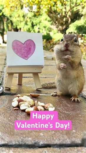 Happy Valentine’s Day! #backyardwildlife #chipmunk #cuteanimals