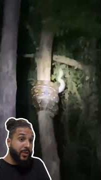 This GIANT snake climbs trees with ease! 🐍