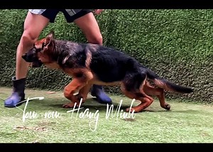 Vẻ đẹp thướt tha của Becgie | Trại Chó Becgie Đức Hoàng Minh