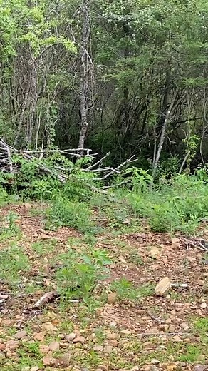 13K reactions · 259 shares | Come watch us find gems at Cherokee Ruby...