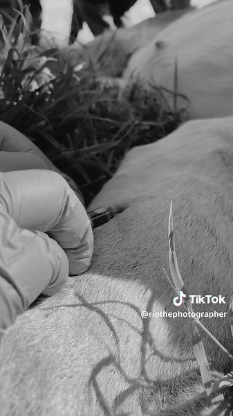 Experience Lion Collaring: Wildlife Conservation in Kenya 🦁