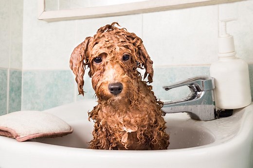 How To Bathe A Dog at Home: Easy Step-by-Step Video Instructions