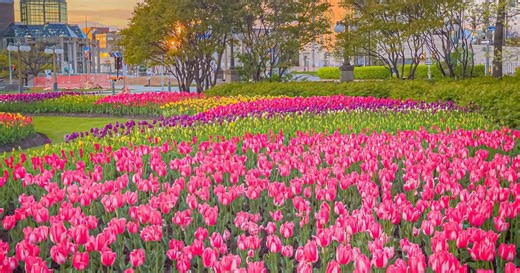 There’s a new immersive tulip trail joining 300,000 colourful blooms at this iconic Ontario festival