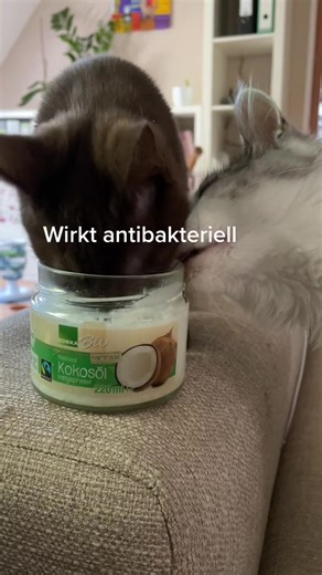 Kokosöl für Katzen: Anwendung, Vorteile & Tipps