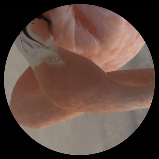 Laure Prouvost: We Felt a Star Dying (video excerpt)