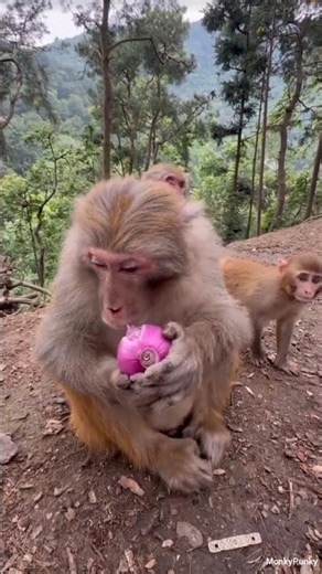 Monkey Tries an Onion for the First Time 😂🐵 #monkypunky #shorts