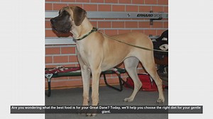 Best Food for Your Great Dane: A Complete Guide