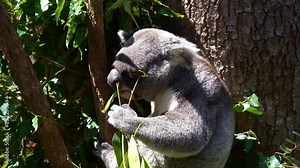 Koala, phascolarctos cinereus spotted hanging on the tree, feasting on eucalyptus leaves under bright sunlight with eyes closed, an Australian native animal species, close up shot.