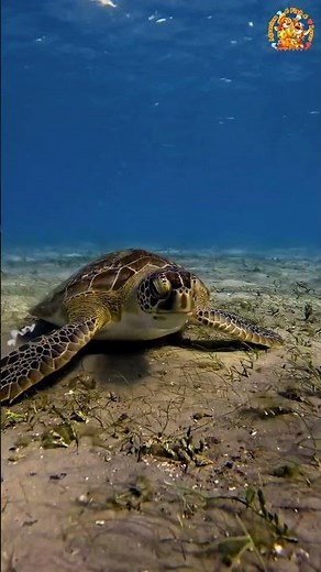 Sea Turtle Eats a Fire Worm #SeaTurtle #MarineBiology #AnimalFacts #Wildlife #FireWorm #oceanography