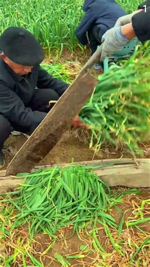 Teknik dan skill petani memotong pucuk tanaman menggunakan alat super tajam #shorts