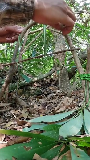 Trap wolves #alanhtrapper #bushcraft #trap | Amora Loza