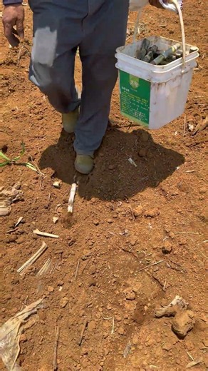 Traditional Sugarcane Planting: Laying Down Seed Cane Cuttings! #shorts
