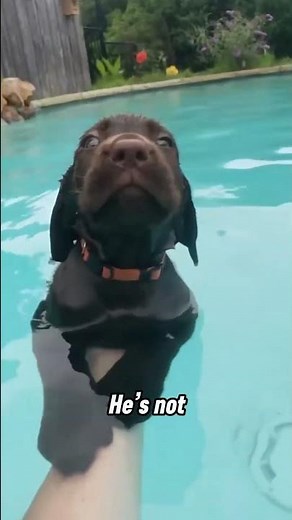 🤎🐾 Chocolate Labs: Snack-Powered Chaos Machines. 🍫✨ #ChocolateLabLife