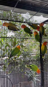 27K views · 966 reactions | Fischer's lovebird #birds #pet #aviculture #lovebird | শখের খামার - Shokher Khamar | Facebook