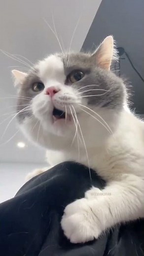 Big Billy The Talking Cat Lattest Video 2021