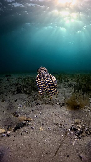 4.4K views · 3.6K reactions | Reflecting on incredible dives spent...