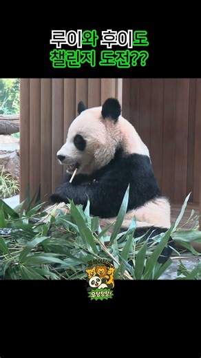 루이와 후이도 챌린지 도전??