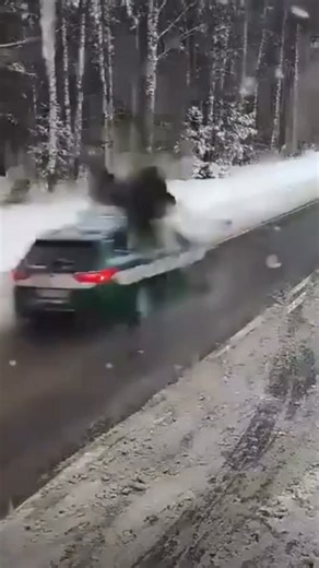 We Love You Hikers ❤️ on Instagram: "🫎🚗 What happens if a moose gets hit by a car? Moose are among the most dangerous animals to collide with on the road. • An adult moose can weigh 360–700 kg (800–1,500 lbs), and their long legs place their massive body at windshield height. • When a vehicle strikes a moose, the impact usually throws the animal onto the hood and into the cabin — making accidents often fatal for both the moose and the driver. • Studies from Canada and Scandinavia show that in 