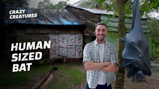 Megabats Unveiled: Nature's Oversized Pollinators