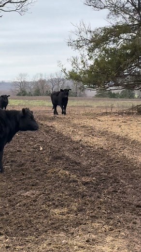 Checking cattle #fypageシ #agriculture #farming | Derek Chastain