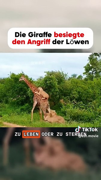 Kampf der Giganten: Die heldenhafte Giraffe gegen die Löwen