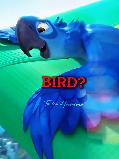 The flightless bird 💙 #viralvideo #tiktok #viral #explorepage✨ #explore #feed #fypシ゚ #fyppppppppppppppppppppppp #fyp #animal #2025 #2011 #rio #riodejaneiro #blue #blu #jewel #movie #bird #birds #feathers #birdsofafeather #fly #funny #song #music #lyrics #edit #capcut_edit #gravity #nostalgic #nostalgia #wings #interesting #minecraft #roblox #record