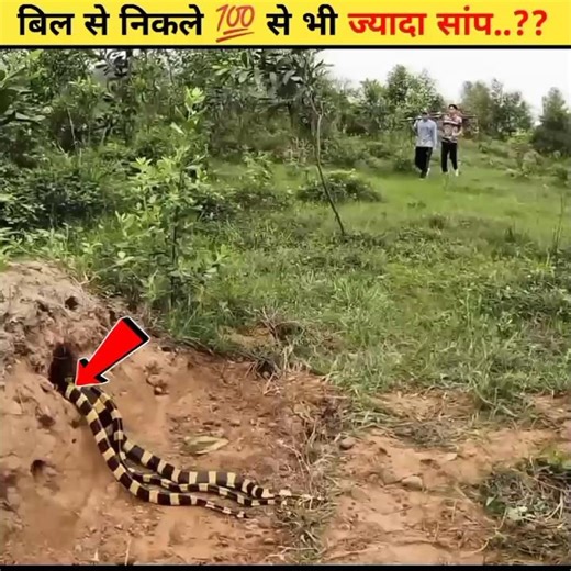 बिल से निकला पाइथन!!#pithon #facts #kingkobra