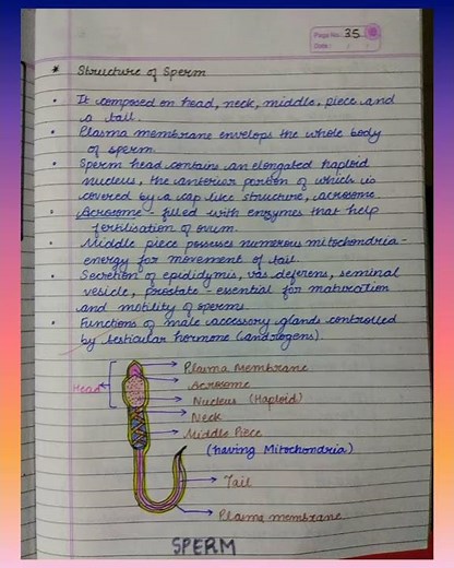 Class 12 Human Reproduction Biology Best Handwritten Notes..