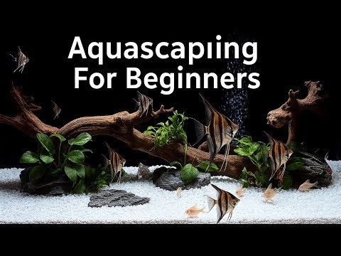 Aquascaping A 65 Gallon Altum Angelfish Aquarium: A Step-by-Step Guide