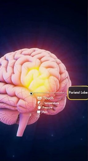 Somatosensory Cortex Explained | 3D Parietal Lobe Animation & Sensory Pathways