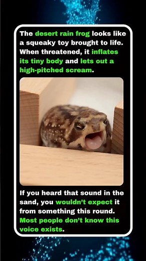 This Tiny Frog Sounds Completely Unreal