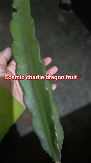 cosmic charlie has been given a branch of the dragon tree