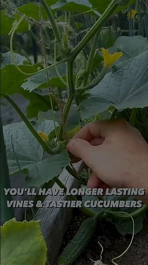 How to Grow Big & Juicy Cucumbers at Home 🌱🥒 (Secret Method!)