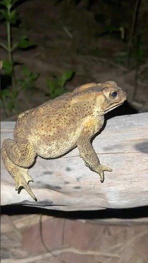You can't help but laugh at these frogs and toads