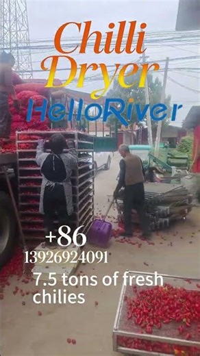 Share a chili drying project we have undertaken in northern China