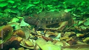 Reproduction of Black goby (Gobius niger): the male made a nest in an empty snail shell.