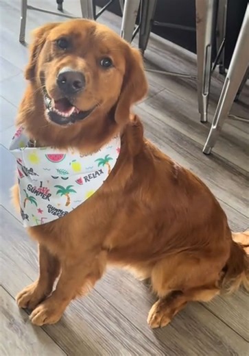 Transform Your Golden Retriever's Summer Look