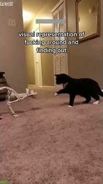 Funny Cat 🐕 funny cats moments 😾 # Part 8425