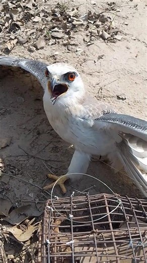 🦅Ghowsk Hawk Falcon Trapping with Bal-chatri 🕸️ #youtube #birds #harehunting #wildlife #nature 🦅