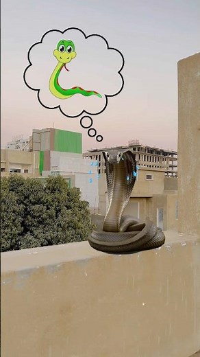 Cute snake Crying 🥲❤️|