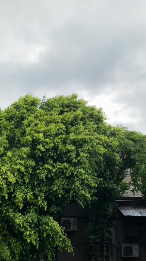 Rhim jhim 🌍🦋❤️🩹#entomologistnaina #forupage #forupagee #agricultureuniversityfaisalabad #agricultureuniversityfaisalabad😍😘 ##uaf_family #minivlog #minivlog #uaf #fsbd #uaforever #ento #CapCut